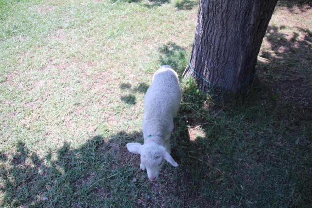 Bungalow,59371648:JPEG