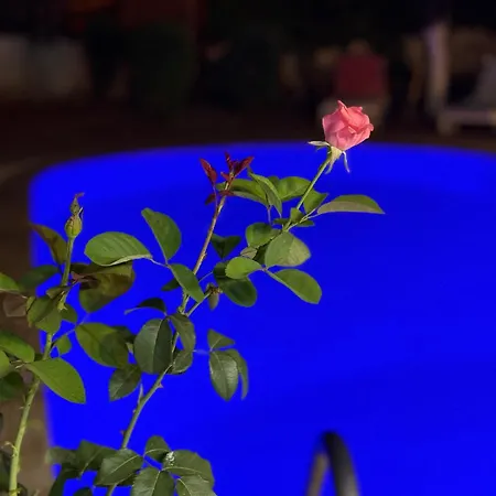 -Villa Vildan- 12 Kisilik Oezel Havuzlu 6 Odali Villa-3