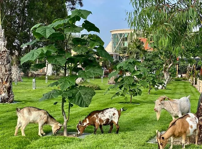 Huisdiervriedelijke Butiq Garden Hotel Kemer